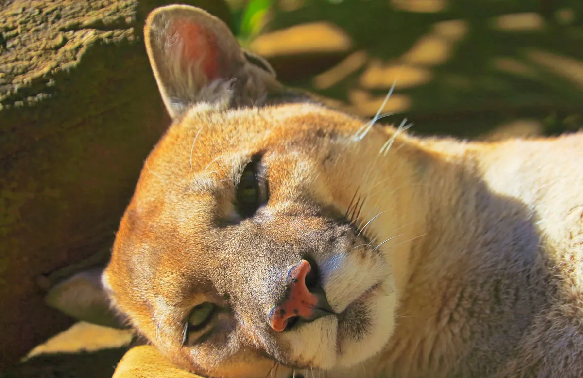 bird-flu-impact-cats-zoo-animals