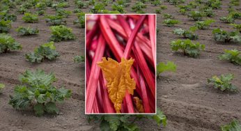 Unveiling Rhubarb: The Superfood You Didn’t Know You Needed in Your Diet