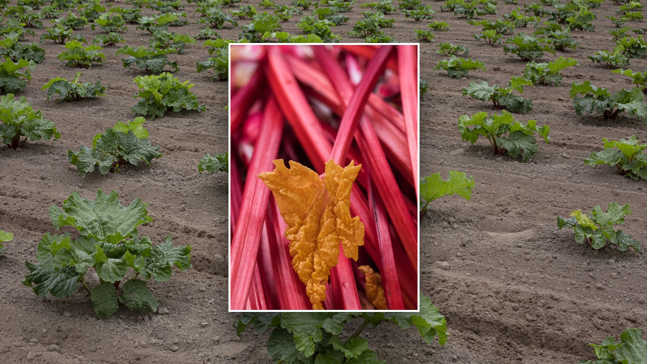 rhubarb-health-benefits