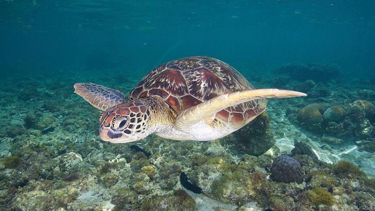 sea-turtle-food-safety