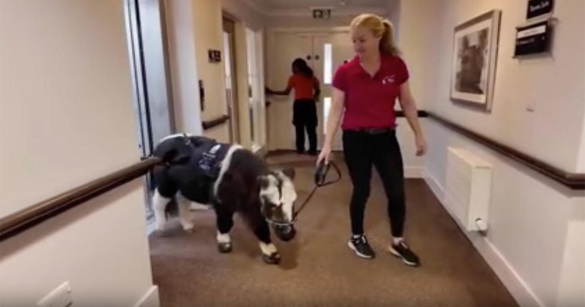 therapy-ponies-nursing-homes