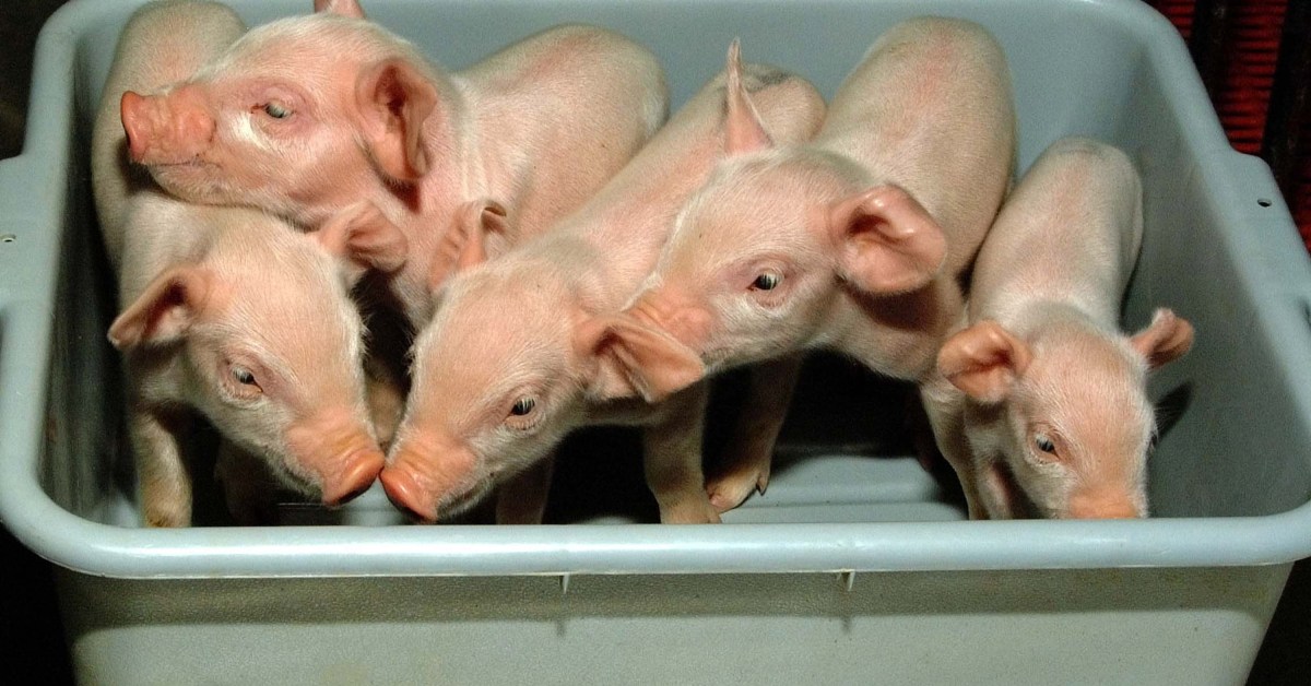 xenotransplantation-pig-organs-ethics