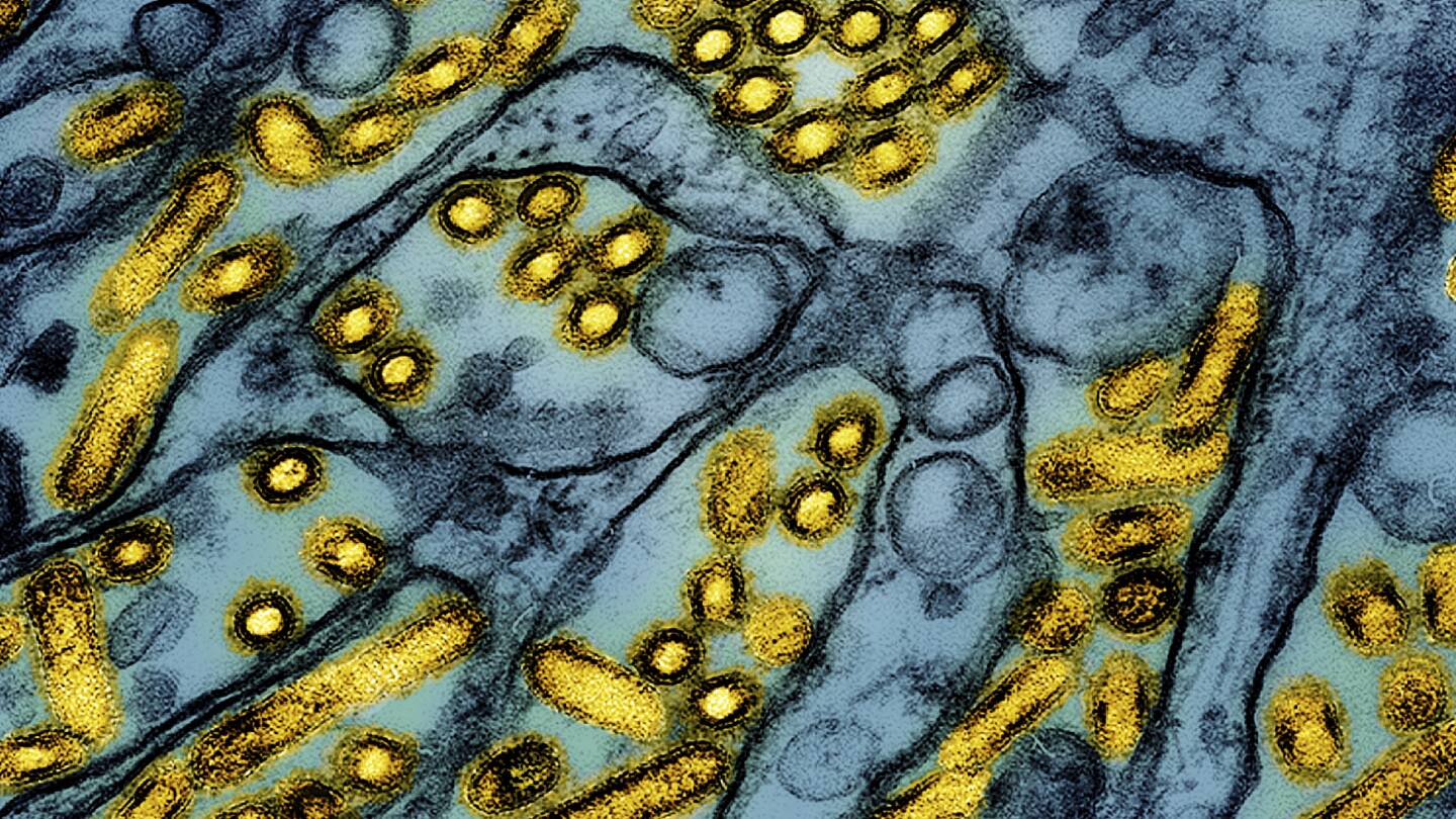 bird-flu-louisiana-death-alert