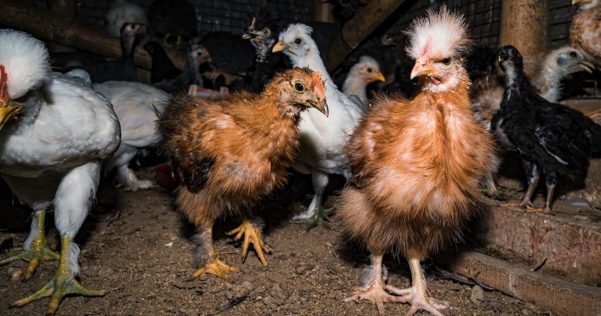 bird-flu-mutations-research