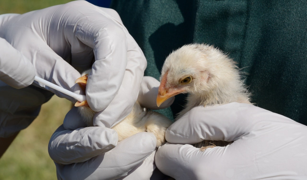 bird-flu-outbreak