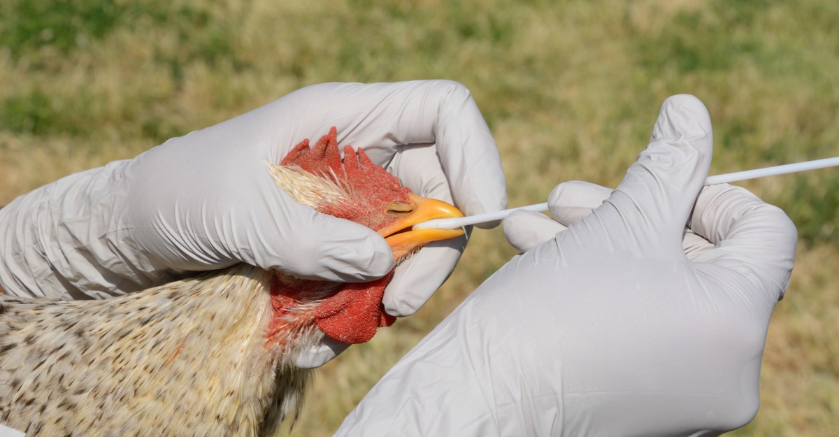 bird-flu-risks-analysis