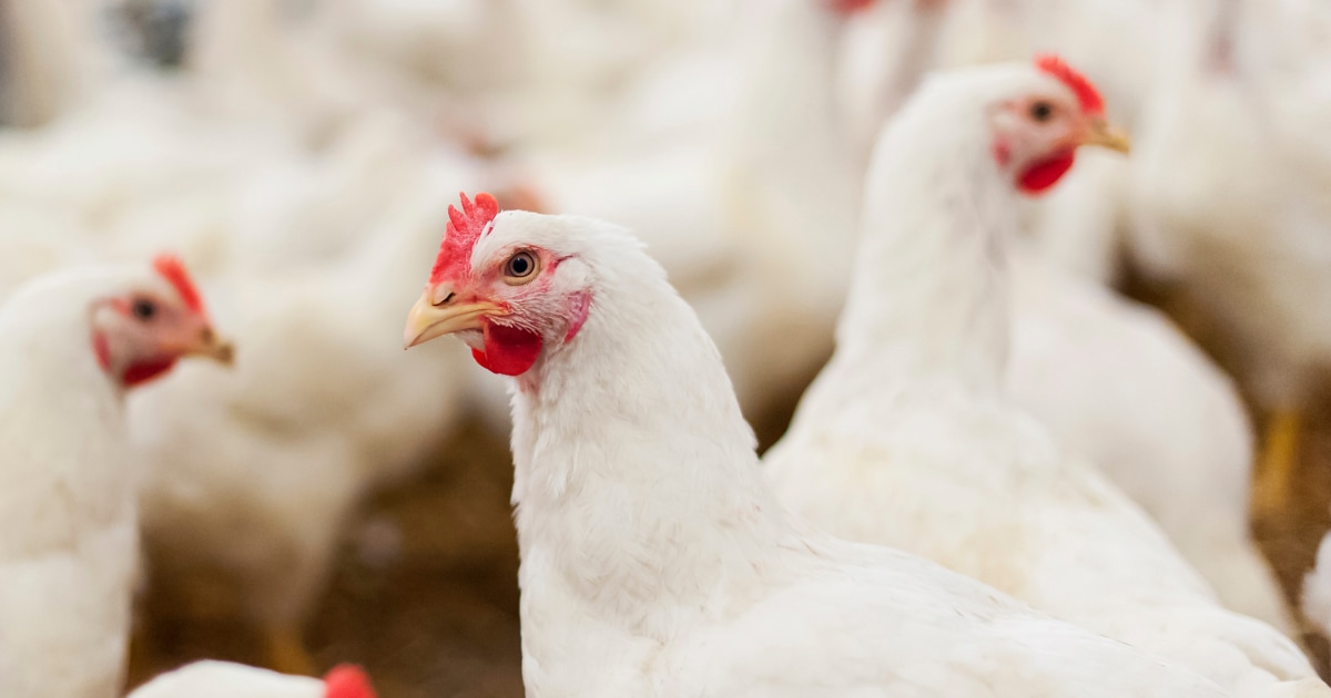 cdc-bird-flu-testing