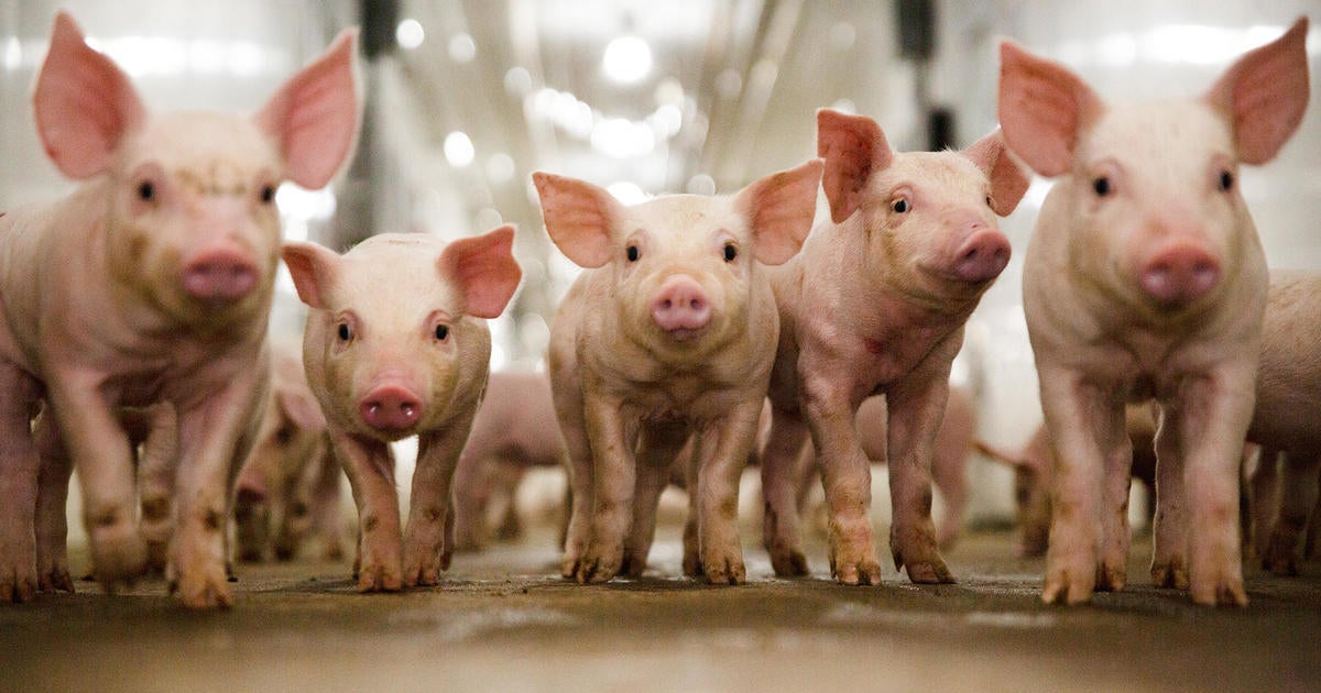 continuous-improvement-animal-health