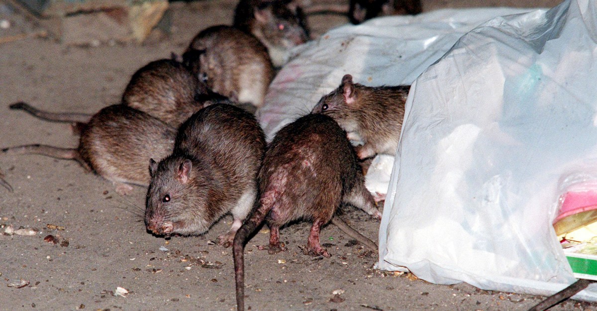 urban-rat-problem-surge