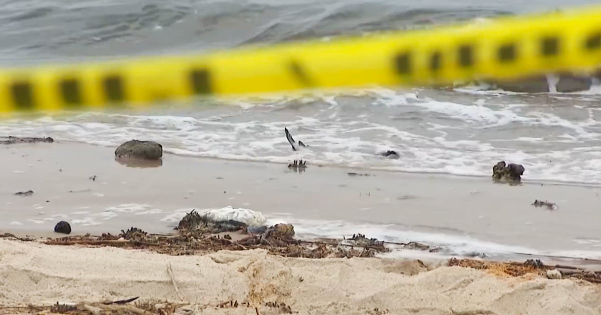 avian-flu-long-island-bird-deaths