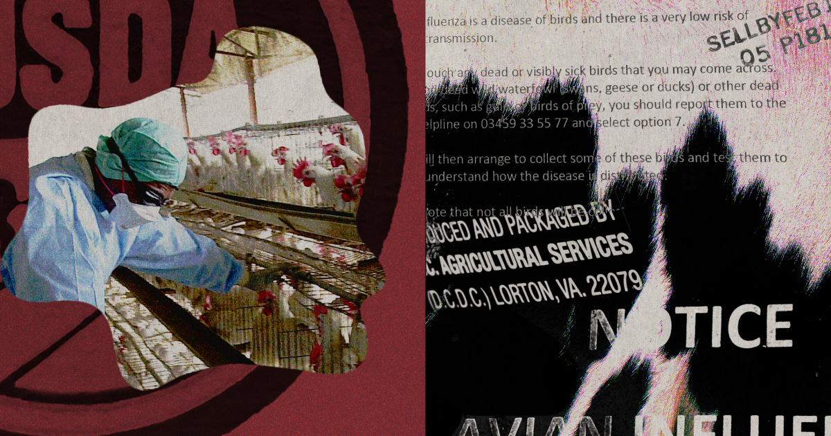 bird-flu-cattle-milk-testing