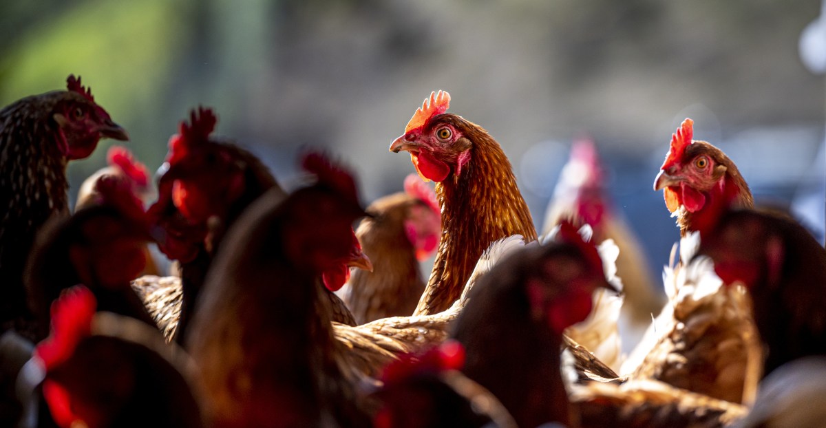 bird-flu-concerns