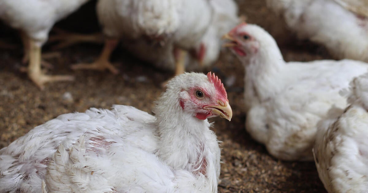 bird-flu-hospitalizations-rise