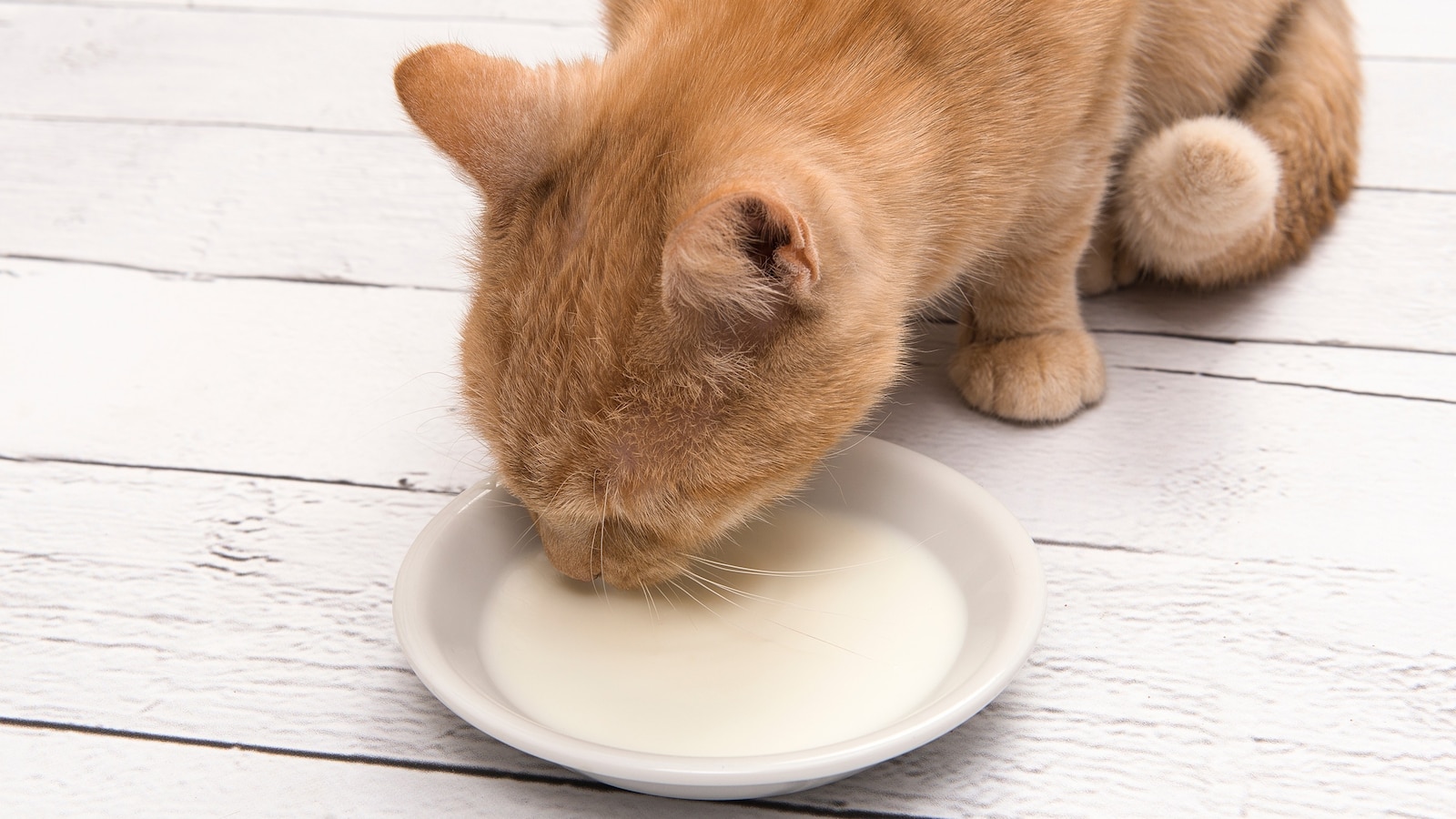 bird-flu-house-cats-risk