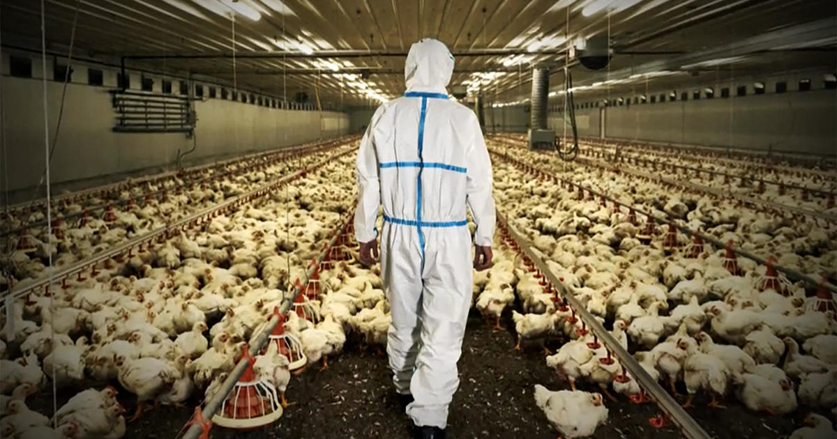 bird-flu-impact