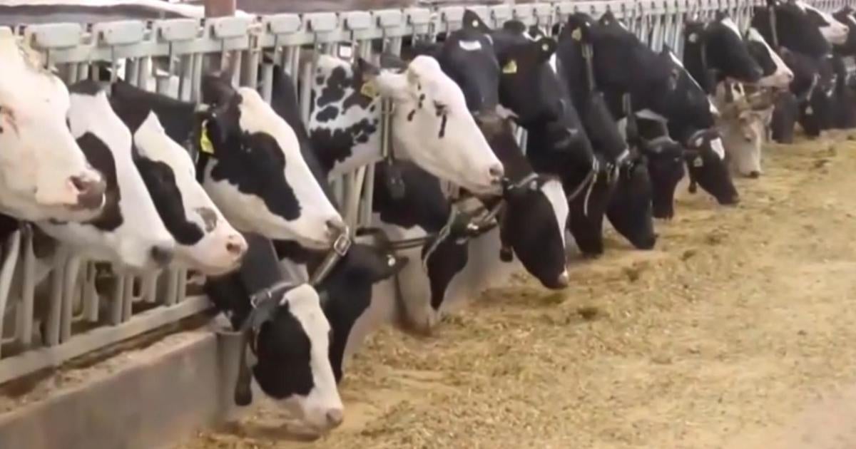 bird-flu-nevada-dairy-workers