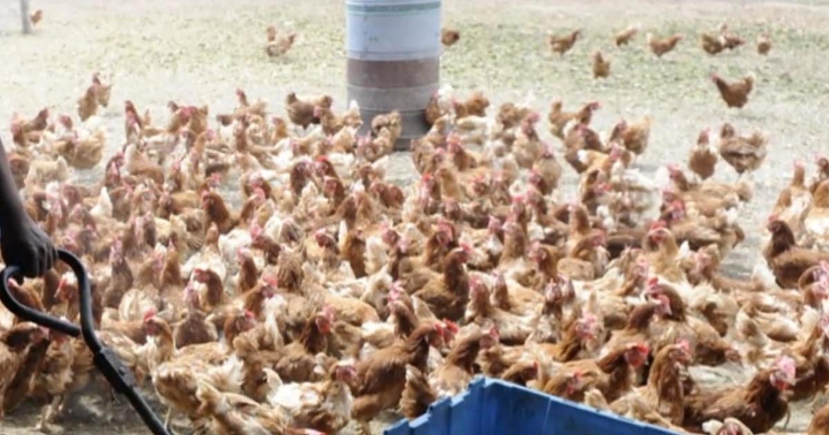 bird-flu-new-york-surge