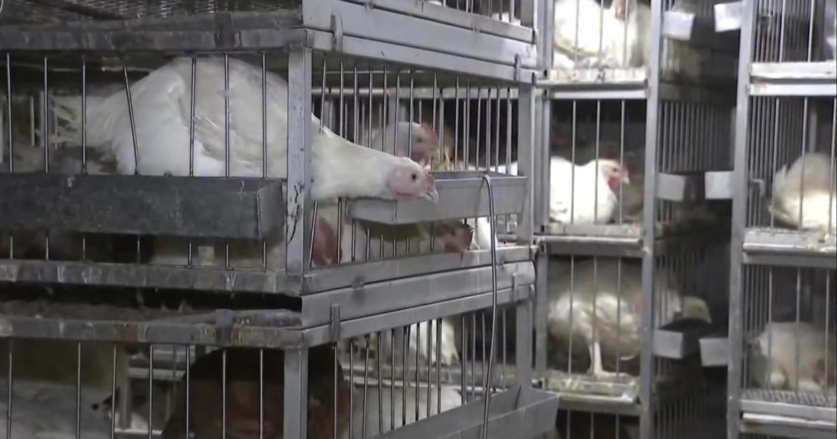 bird-flu-nyc-poultry-markets-closed