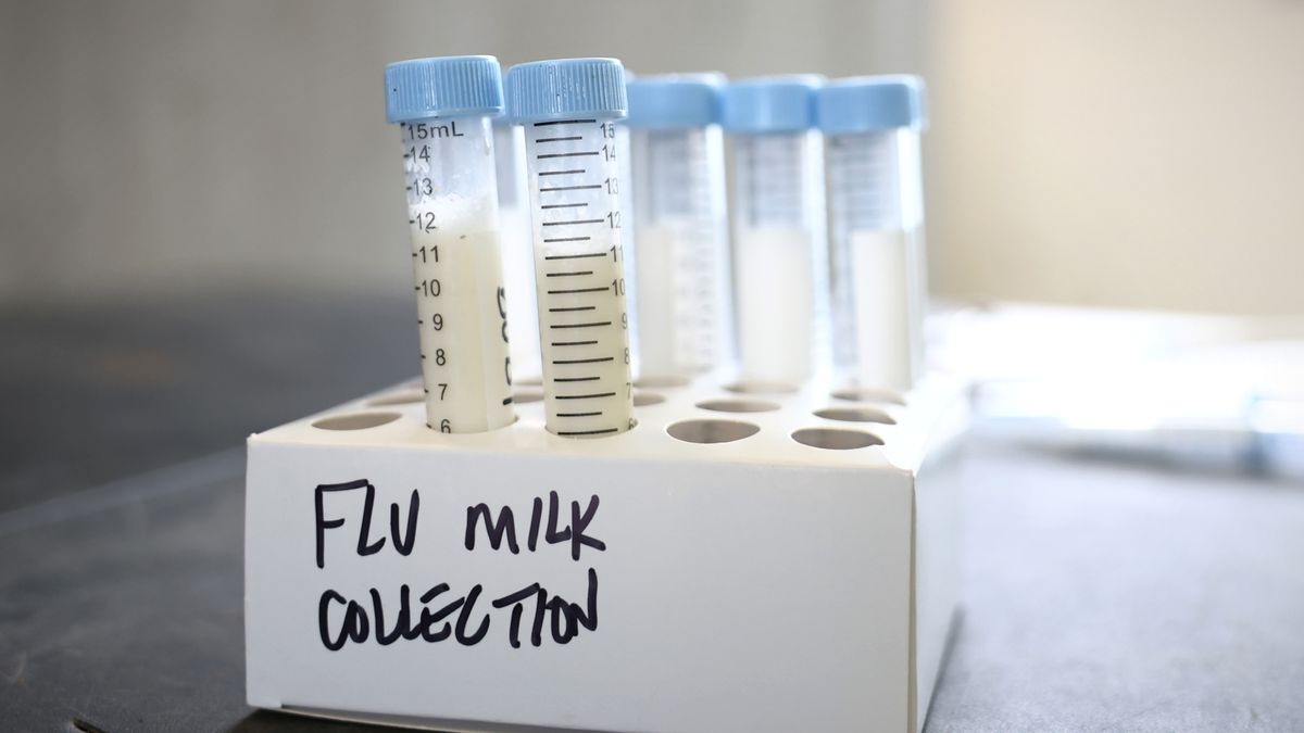 h5n1-bird-flu-dairy-cows