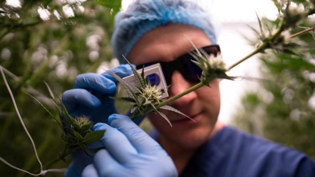 medicinal-cannabis-factory-uk