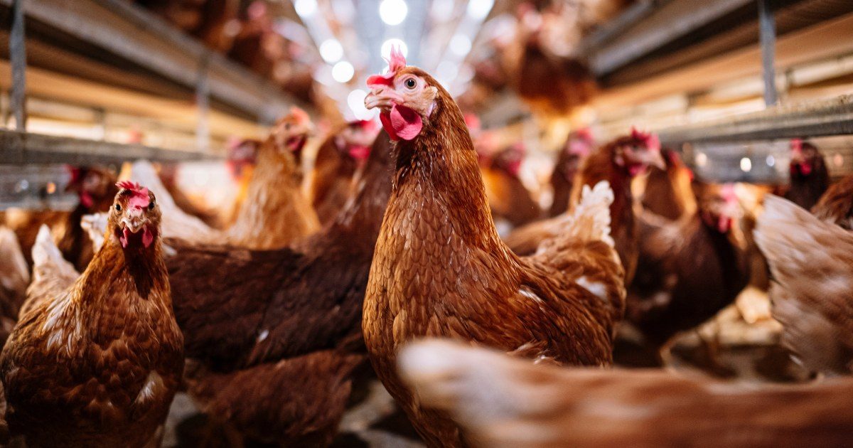 usda-bird-flu-experts-firing