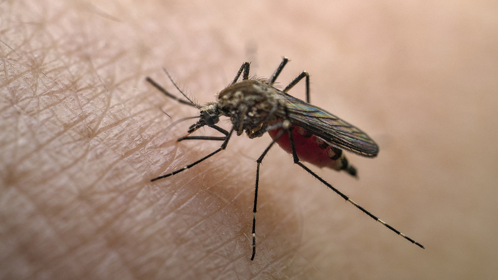 congo-outbreak-causes