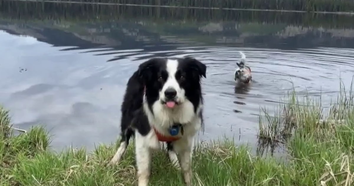 disease-sniffing-dogs-doge-cuts