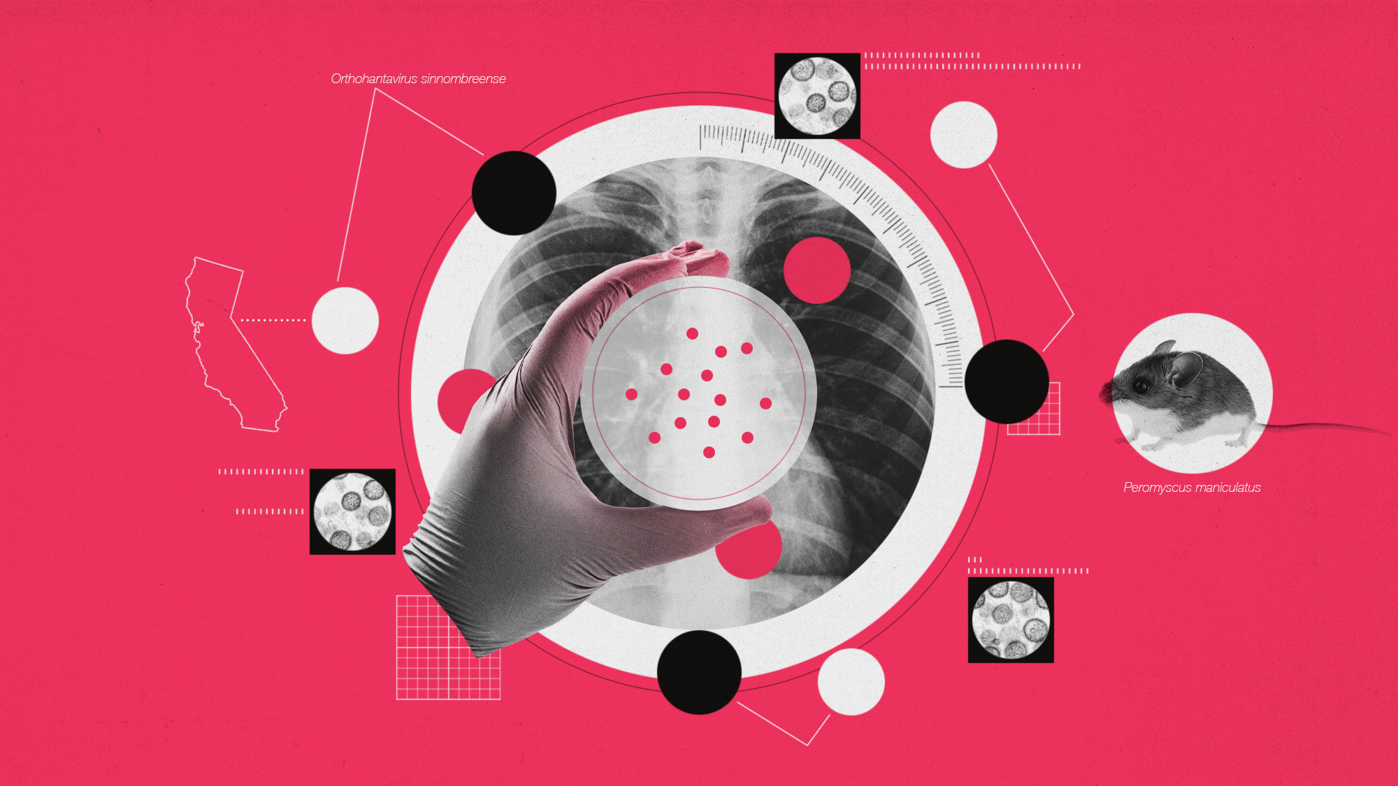 hantavirus-rodent-threat