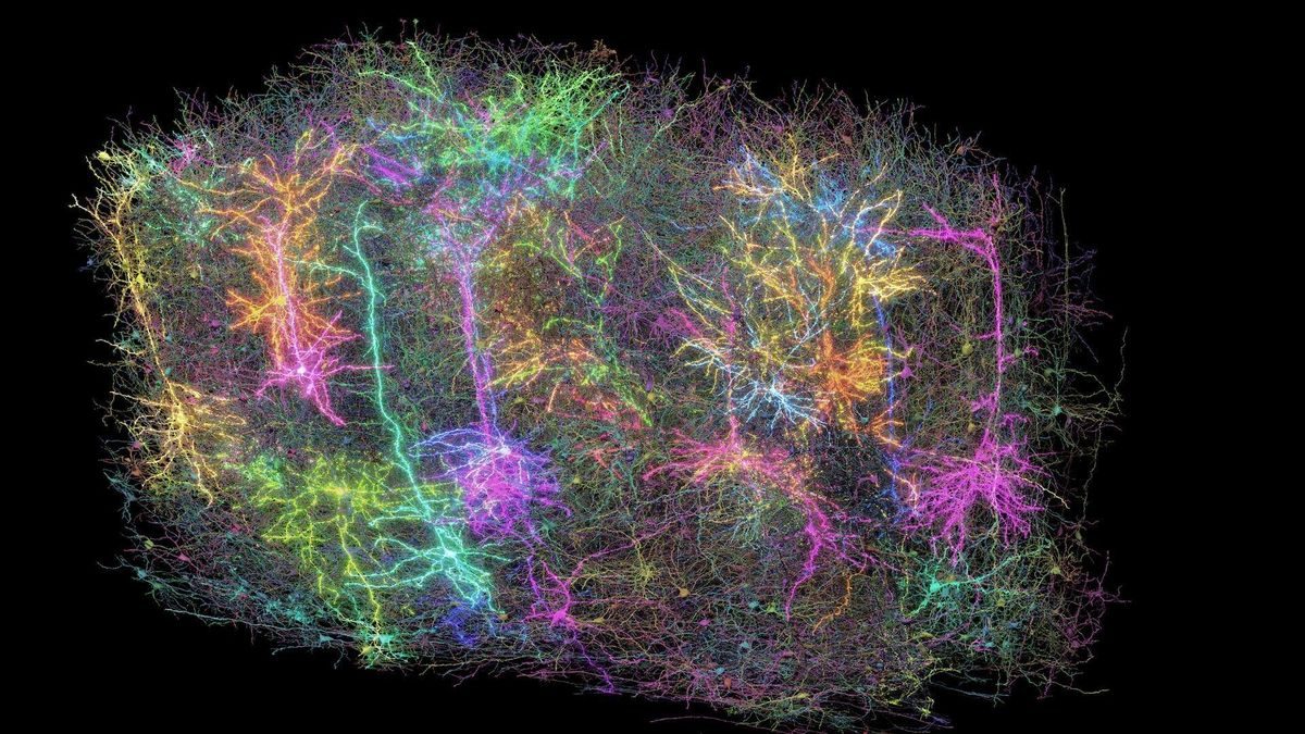 mapping-mouse-brain-neural-wiring