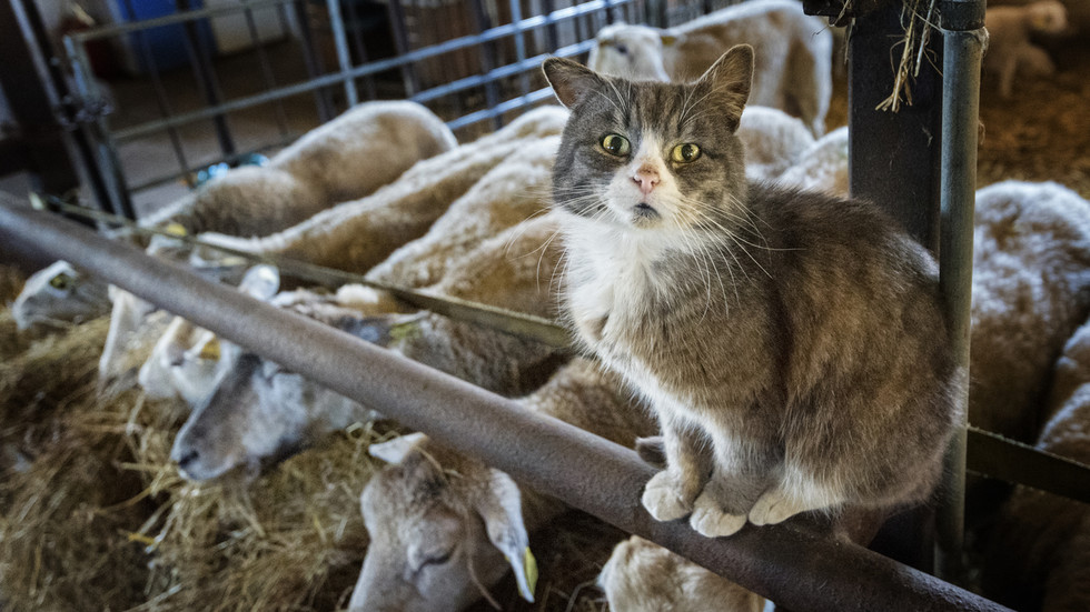 cat-flu-pandemic-warning