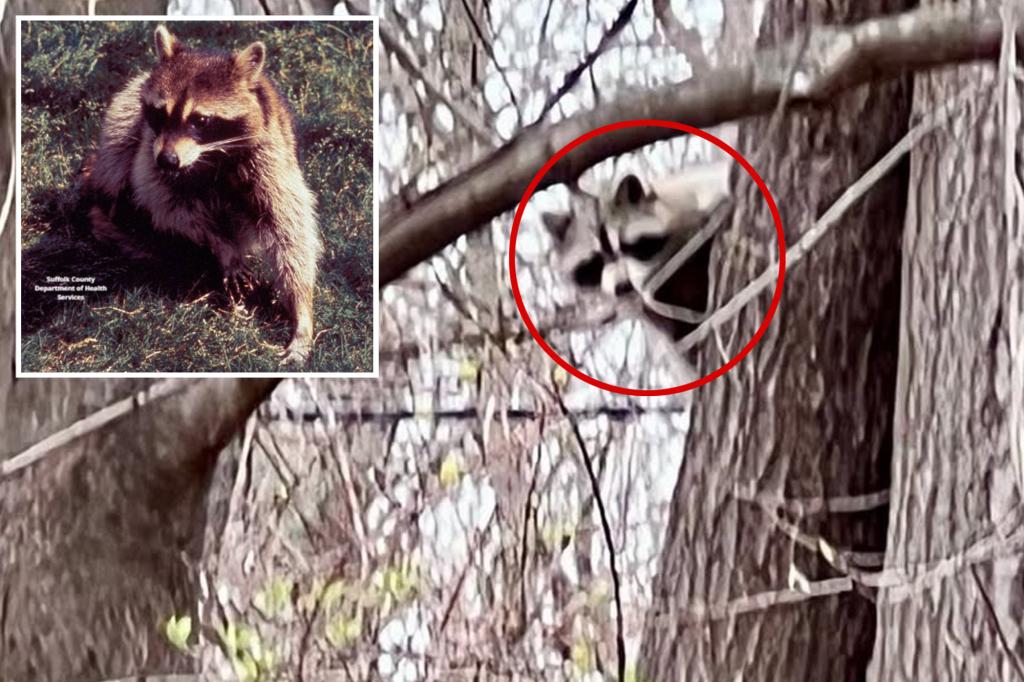 rabid-raccoon-long-island